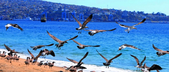 Estudio demuestra que gaviotas son portadoras de salmonella