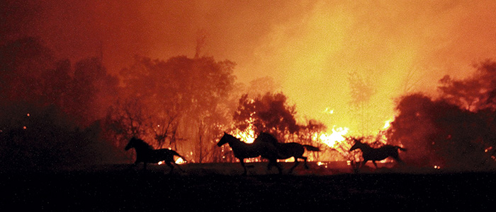 Campaña para ayudar a Caballos Heridos